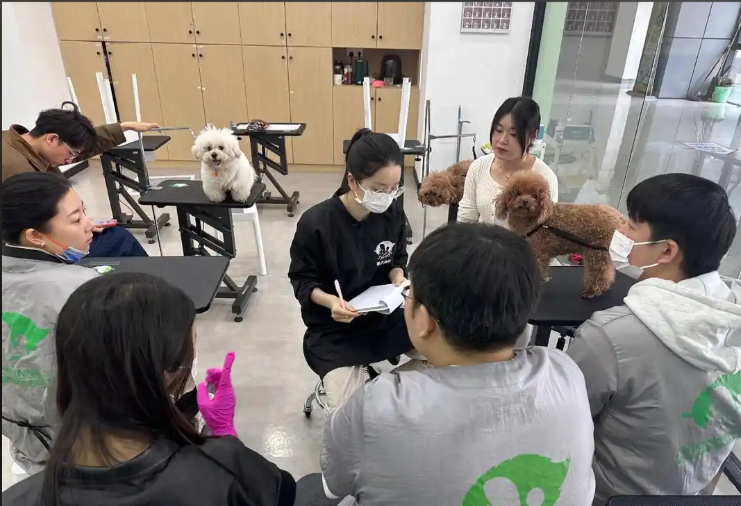 梧州市宠物美容师宠物美容培训学校 - 哪里好